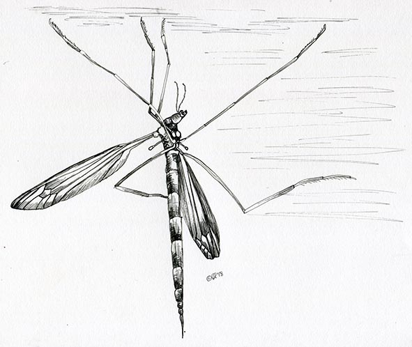 crane fly pen drawing claire harrison art drawing